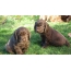 Sussex Spaniel puppies