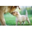 Puppy Golden Retriever με τη μητέρα