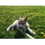 West Siberian Husky Puppy