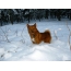 Zdjęcia karelińsko-fińskiego husky na śniegu