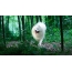 Zdjęcie husky samoyed