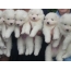Samoyed puppies: photo
