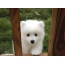 Photo puppy Samoyed husky