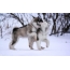 Alaskan Malamute puppies play