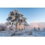 A small pine on the bank of the Yenisei river after long frosts