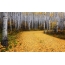Aspen Forest in Colorado during golden autumn