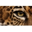 Leopard თვალი