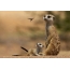 Mom meerkat with baby study beetle