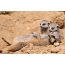 Meerkat female with cubs