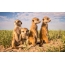 Small meerkats