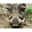 Warthog grazing, front view