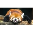 Panda e kuqe është duke fjetur