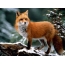ภาพ Fox
