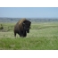 Steppe bison