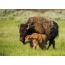 Bison with cub