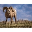 Bighorn sheep in natural habitat