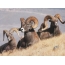Group of males of a bighorn (snow sheep)