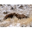 Bighorn sheep ramming