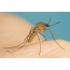 Mosquito piskun or ordinary mosquito (lat. Culex pipiens)