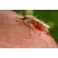 Malaria mosquito of the species Anopheles stephensi