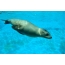 Photo: sea lion under water