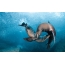 Sea lions play underwater