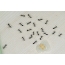 Ang larvae ng ant antion ay katulad ng ant