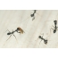 Ang larvae ng ant antwort, isa na may walang fly flight prutas