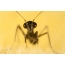Larva mravence mravenčí