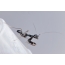 Larva of ant mantis
