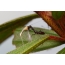 Dospelý mravenec mantis s korisťou