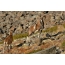 A pair of mouflon in the mountains
