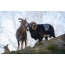 Mouflon family: the female on the left and the male on the right