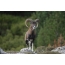 Young matirite mouflon gason