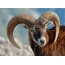 Mouflon huvud: närbild foto