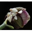 Mantis orkid