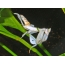 Orkidea mantis