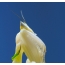 Cames agafades de l'orquídia Mantis