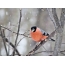 照片红腹灰雀在冬天