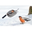 红腹灰雀在冬天战斗的照片