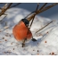 Photos nan bullfinch a nan sezon fredi