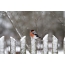 Fotografije zimskega sinjega na ograji