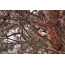 Φωτογραφίες του bullfinch το χειμώνα
