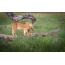 A lioness is resting before a night hunt in the Serengeti National Park