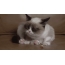 تصاویر GIF با گربه ها
