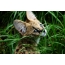 Photo: look young serval