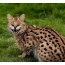 Photo: dissatisfied Serval
