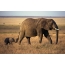Photo elephant and elephant