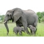 Elephant and two baby elephant