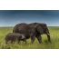 Huge Elephant in Serengeti Park